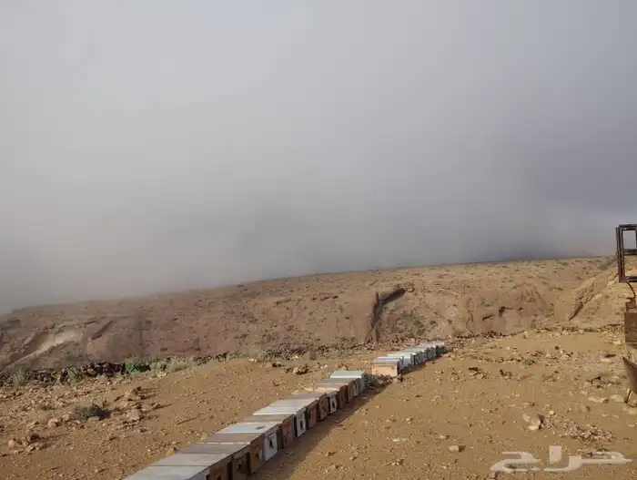 السدر اليمني الملكي وعلا الشرط أسعار جملة وقطاعي 7