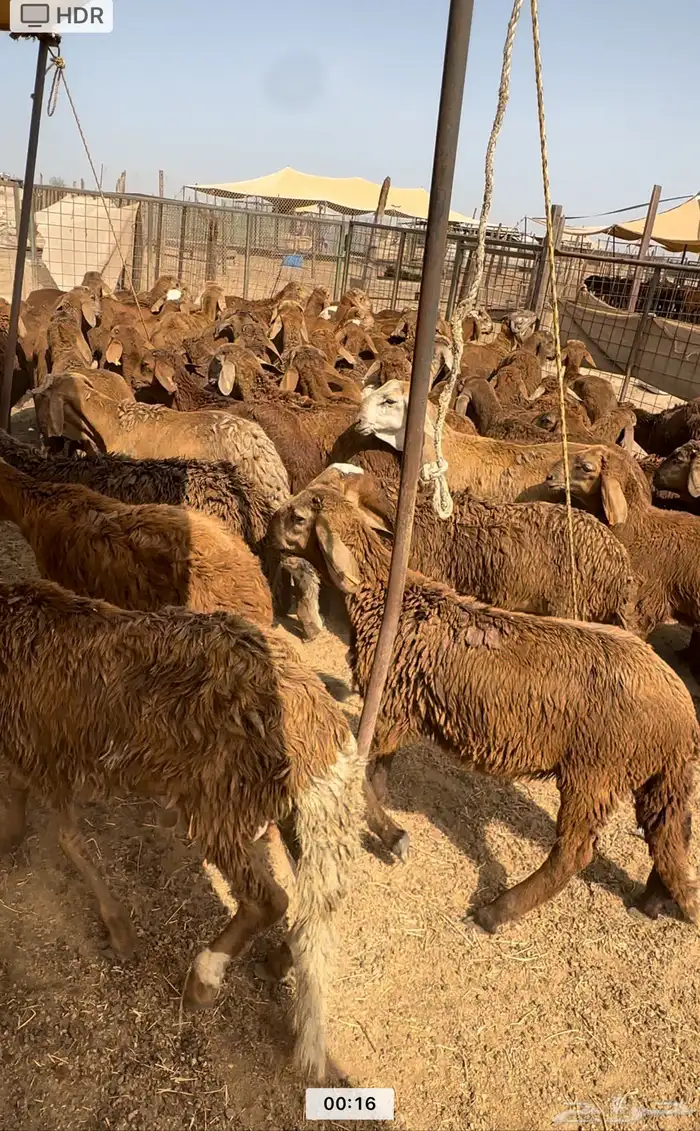 سواكني جذعان حمريات مرابي فاخر من الاخر 4