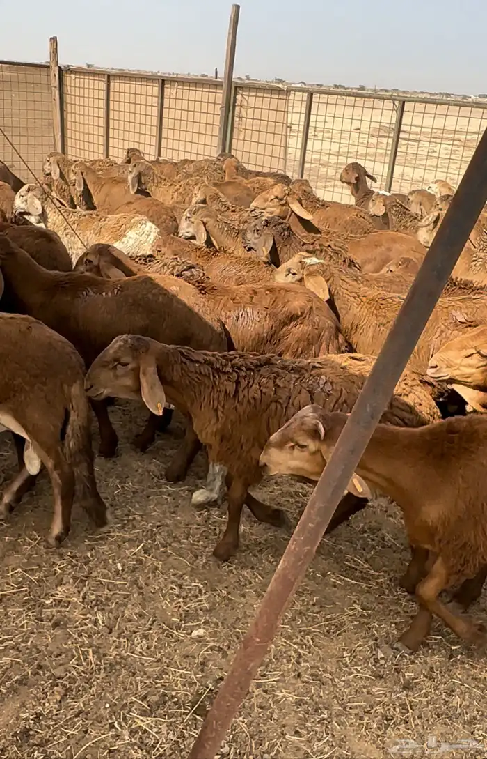سواكني جذعان حمريات مرابي فاخر من الاخر 2