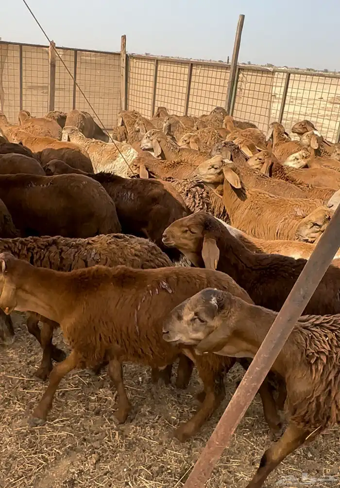 سواكني جذعان حمريات مرابي فاخر من الاخر 1