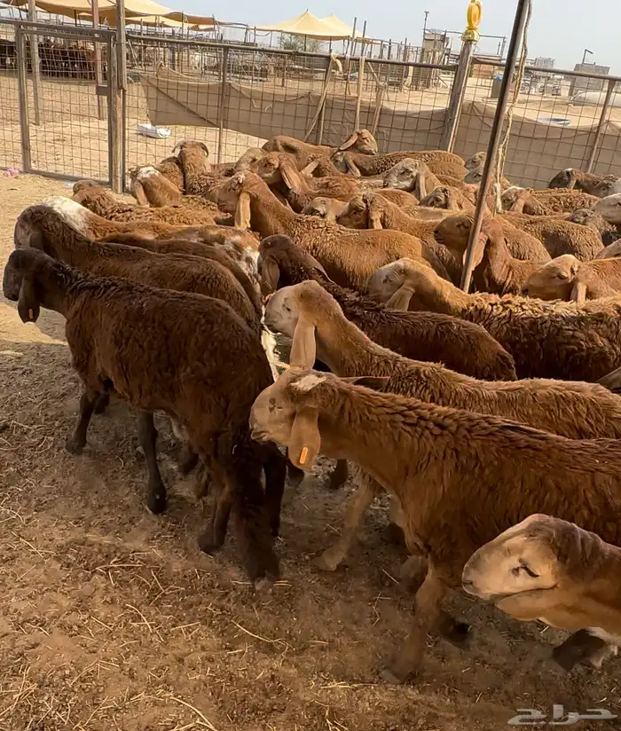 سواكني جذعان حمريات مرابي فاخر من الاخر 3