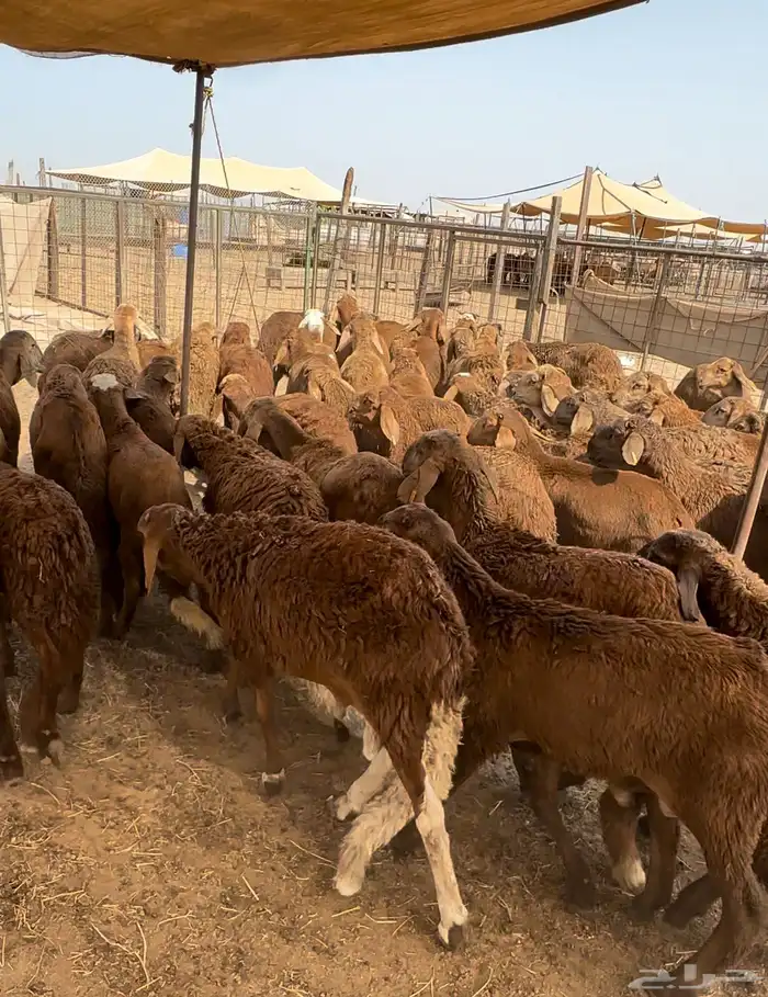 سواكني جذعان حمريات مرابي فاخر من الاخر 0