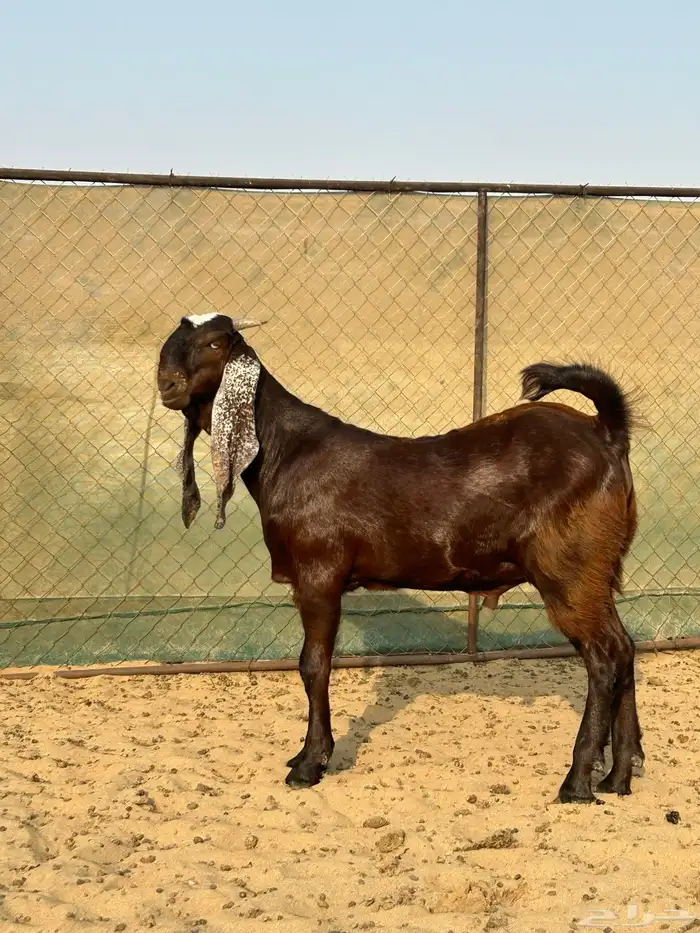 تيس هندي ادهم فحل ( تمم البيع ) 2