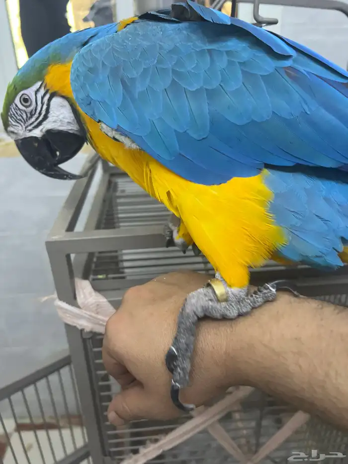 بغبغاء مكاو اصفر وأزرق للبيع 2
