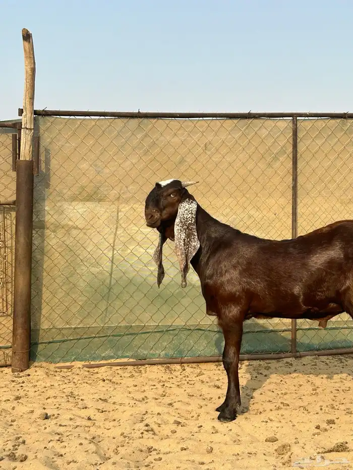 تيس هندي ادهم فحل ( تمم البيع ) 1