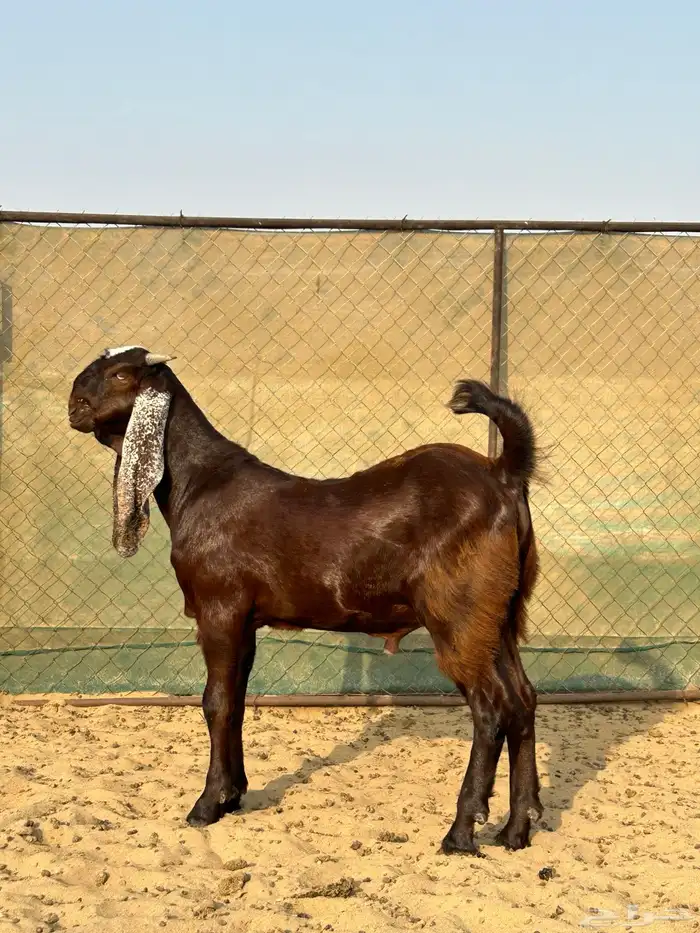 تيس هندي ادهم فحل ( تمم البيع ) 0