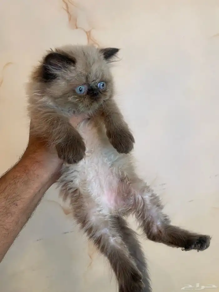 كيتن هملايا 1