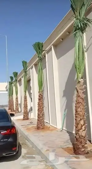 نخل واشنطني زينه للبيع 6