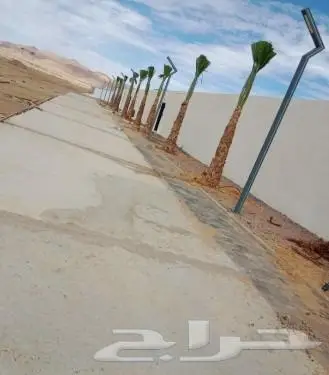 نخل واشنطني زينه للبيع 11