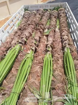 نخل واشنطني زينه للبيع 12