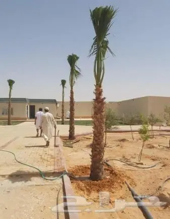 نخل واشنطني زينه للبيع 10