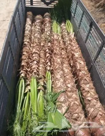 نخل واشنطني زينه للبيع 8