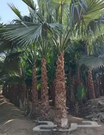 نخل واشنطني زينه للبيع 14