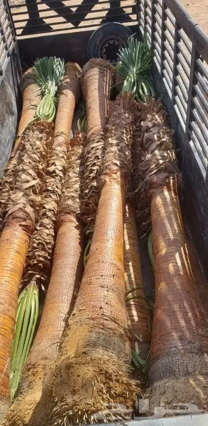 نخل واشنطني زينه للبيع 16