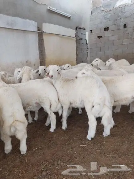 ذبايح مع الذبح والتوصيل 2