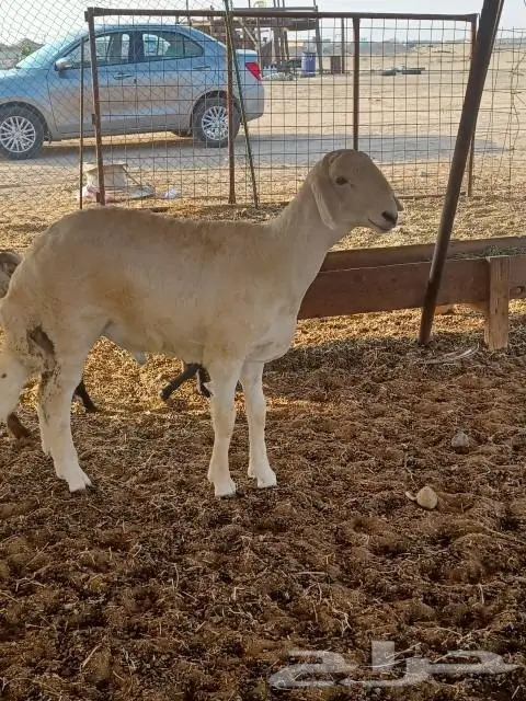 ذبايح مع الذبح والتوصيل 1