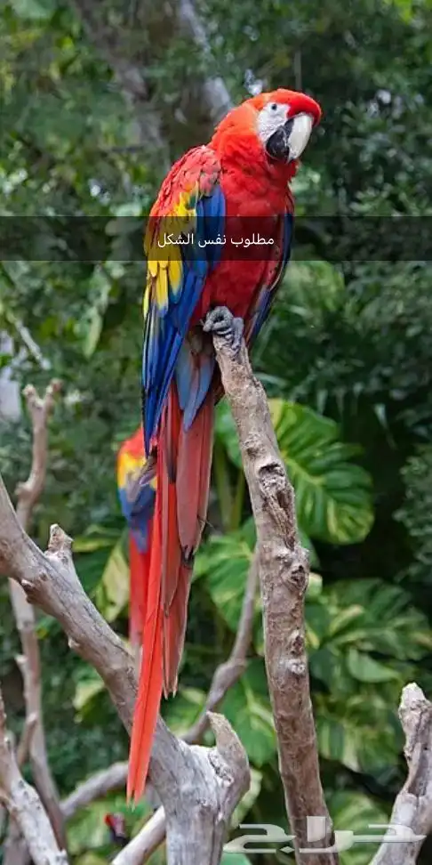 بغبغاء مكاو اصفر وأزرق للبيع 0