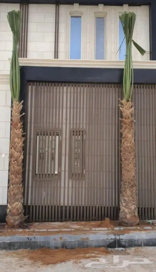 نخل واشنطني زينه للبيع 24