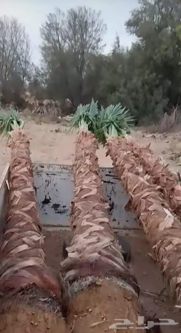 نخل واشنطني زينه للبيع 23