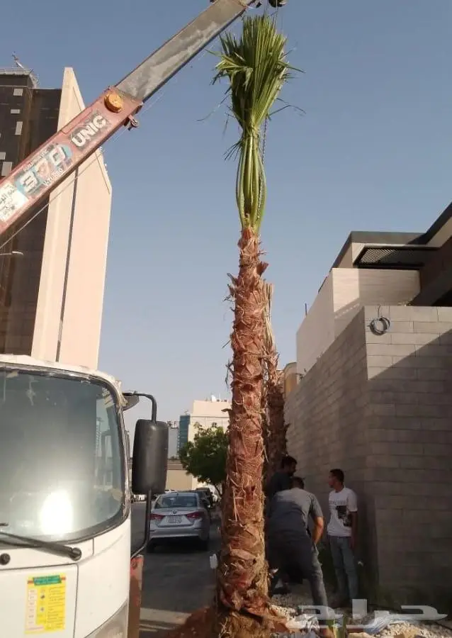 نخل واشنطني زينه للبيع 15