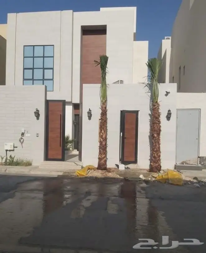 نخل واشنطني زينه للبيع 18