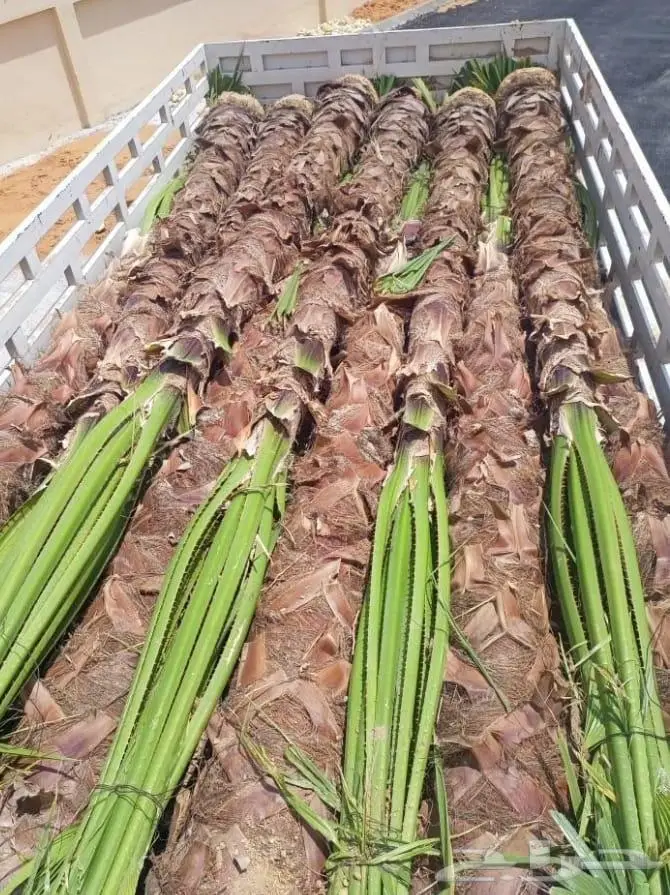 نخل واشنطني زينه للبيع 25