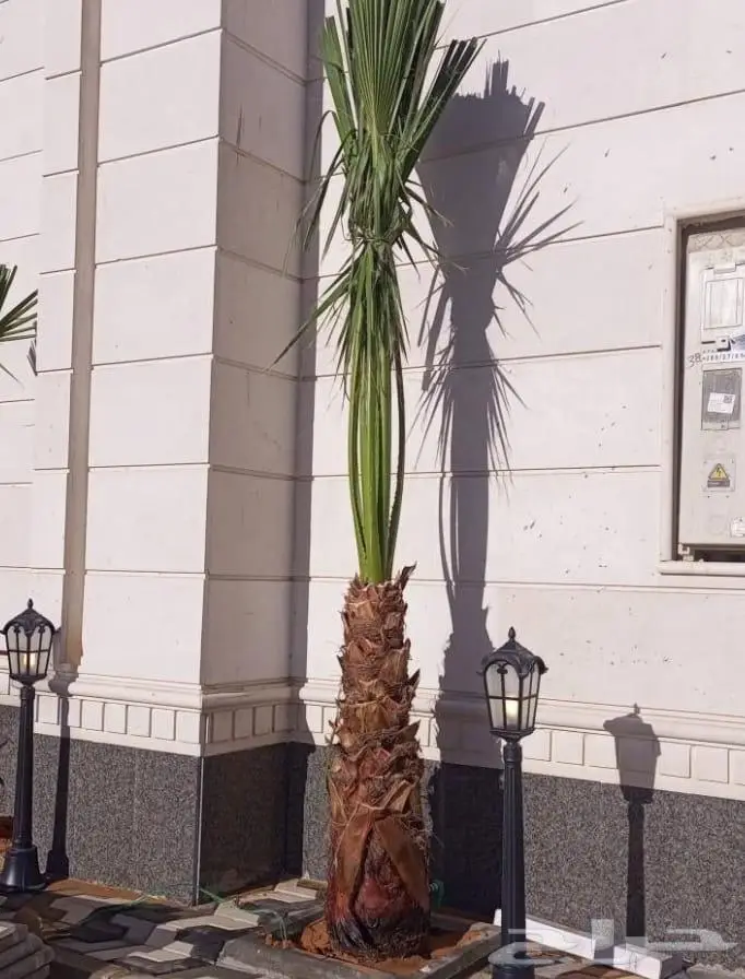 نخل واشنطني زينه للبيع 19