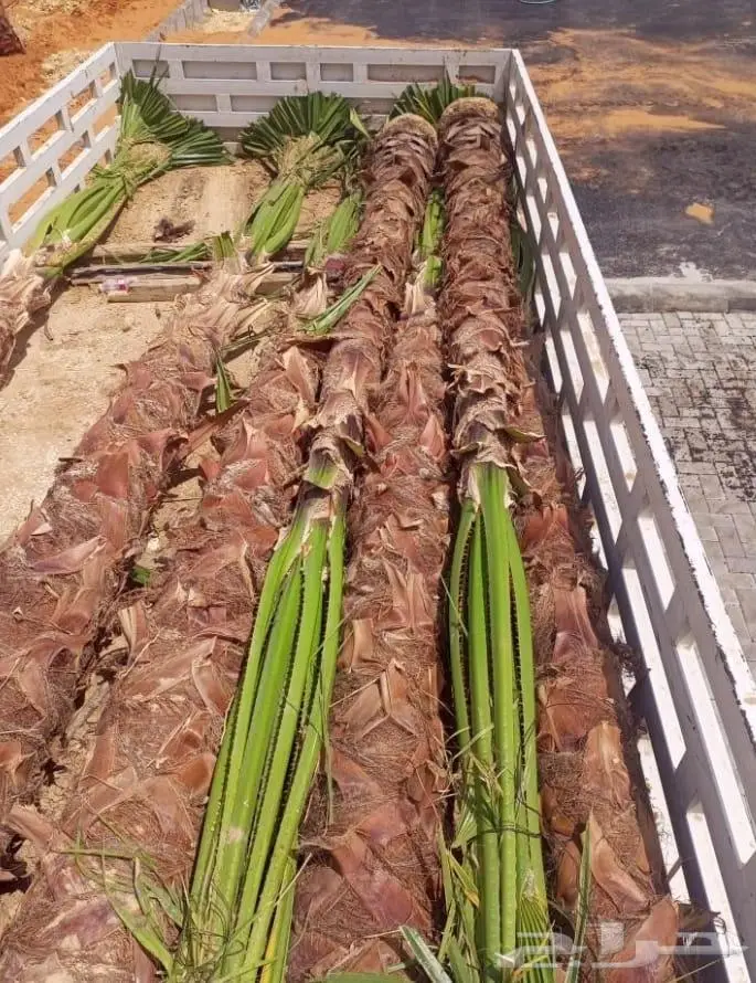 نخل واشنطني زينه للبيع 22