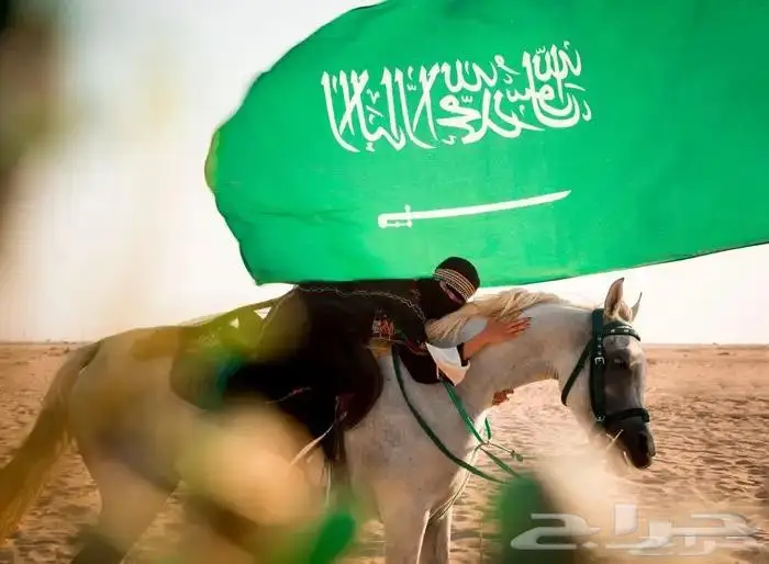 ايجار جمال وخيول 8