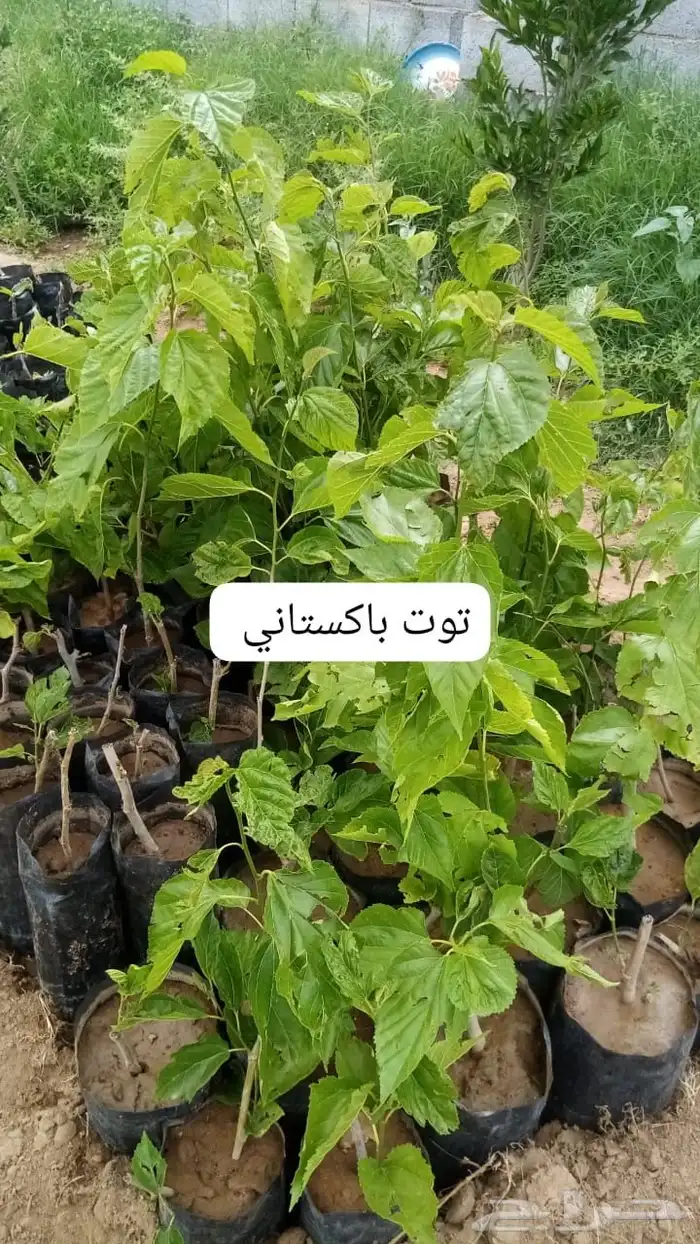 شتلات 3