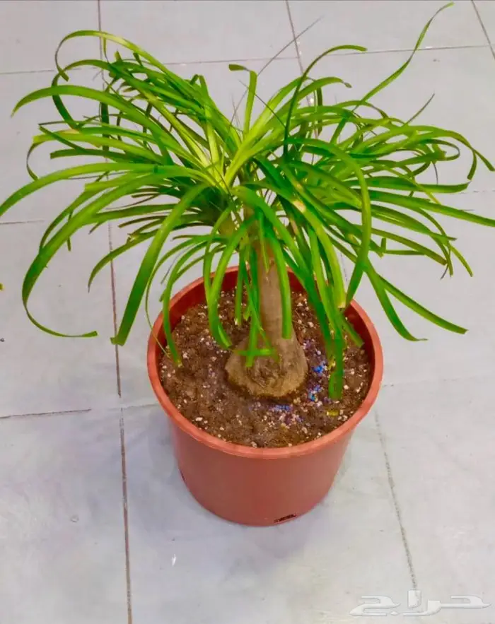 وصلتنا تشكيلة جديدة من النباتات الداخلية والخارجية 56