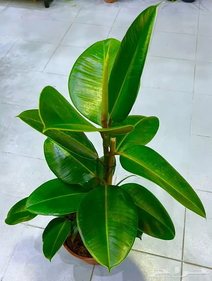 وصلتنا تشكيلة جديدة من النباتات الداخلية والخارجية 50