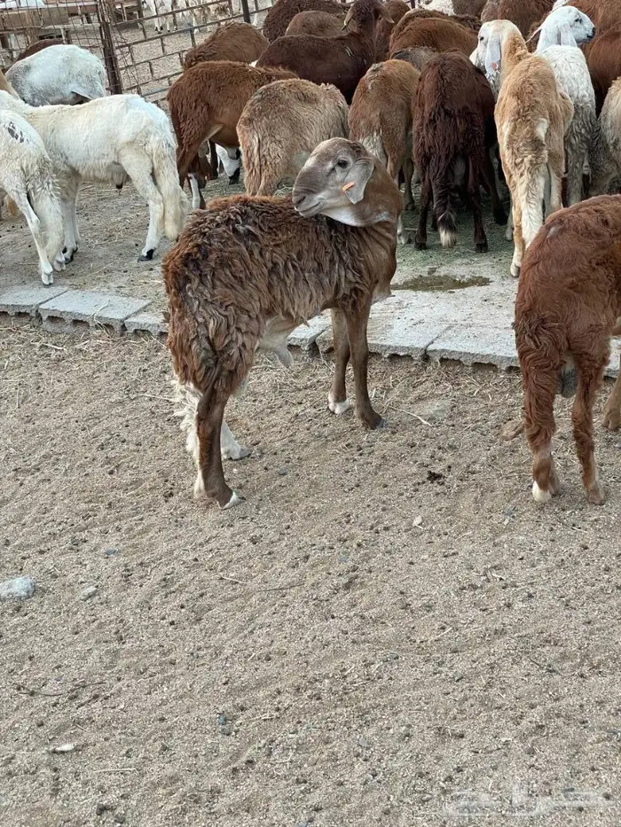طليات سواكني 5