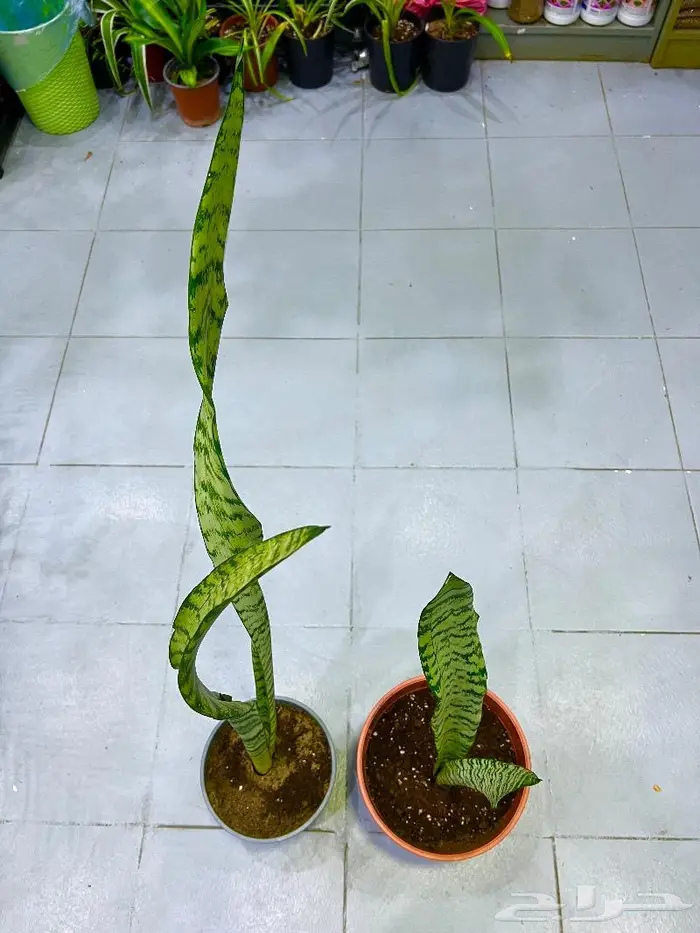 وصلتنا تشكيلة جديدة من النباتات الداخلية والخارجية 51