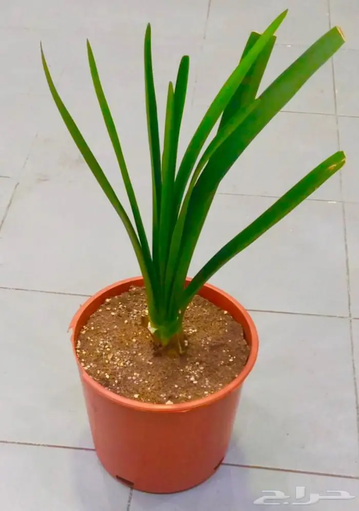 وصلتنا تشكيلة جديدة من النباتات الداخلية والخارجية 61