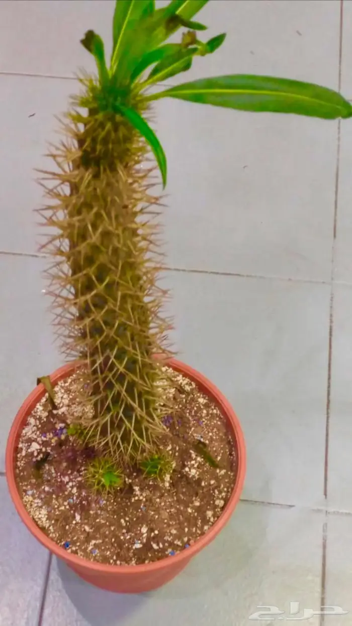 وصلتنا تشكيلة جديدة من النباتات الداخلية والخارجية 57