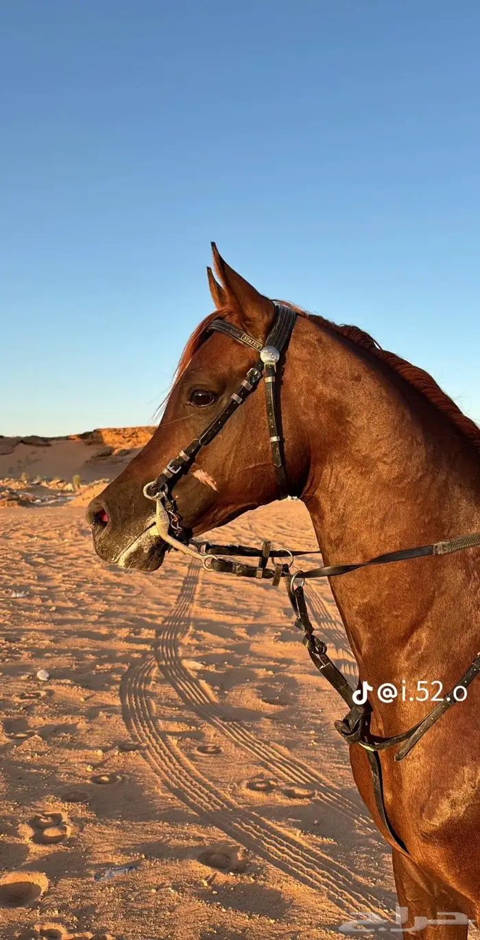 ايجار جمال وخيول 12