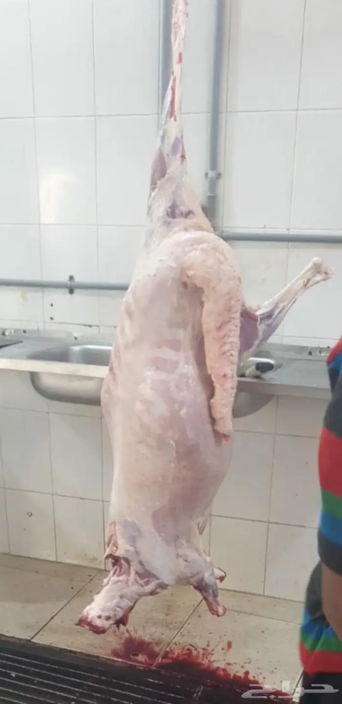 طليات سواكني 4