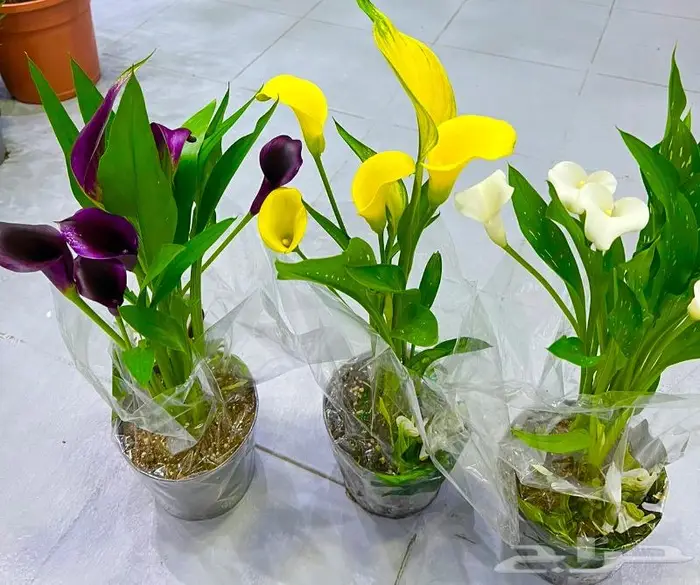 وصلتنا تشكيلة جديدة من النباتات الداخلية والخارجية 52