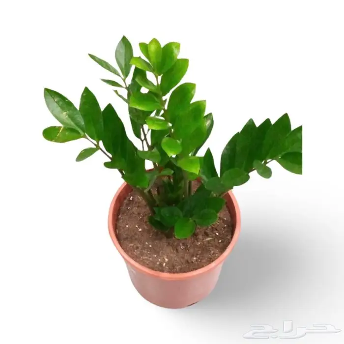 وصلتنا تشكيلة جديدة من النباتات الداخلية والخارجية 58