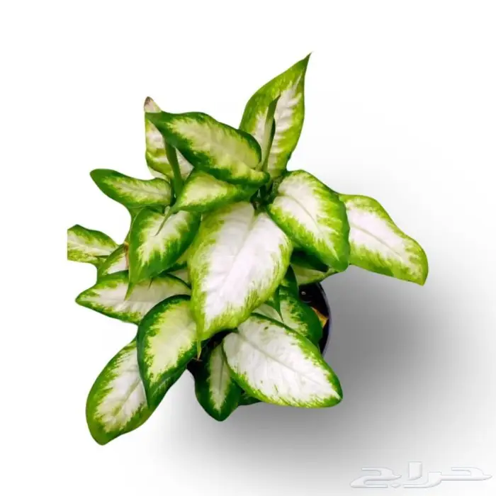 وصلتنا تشكيلة جديدة من النباتات الداخلية والخارجية 59