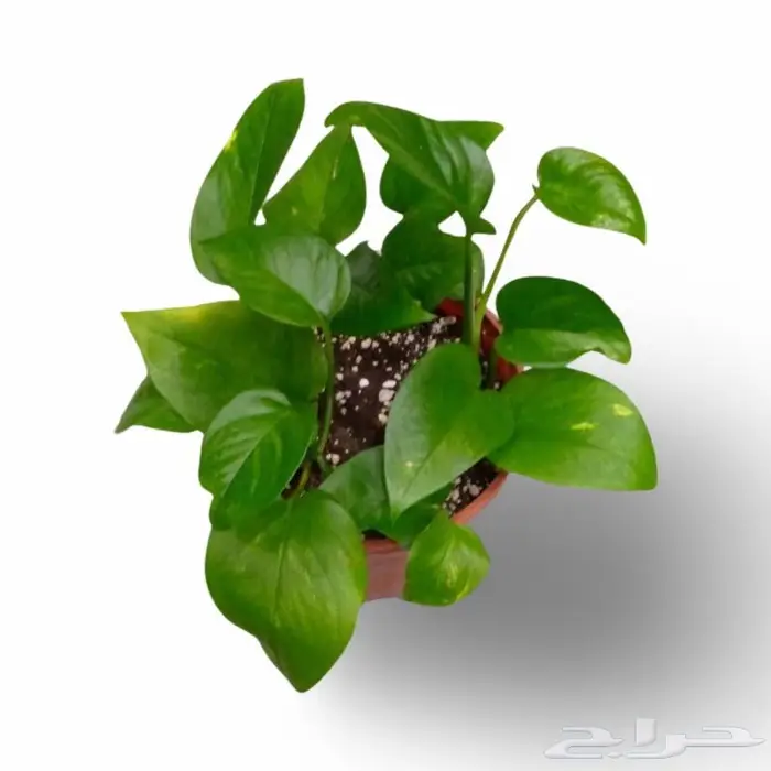 وصلتنا تشكيلة جديدة من النباتات الداخلية والخارجية 62