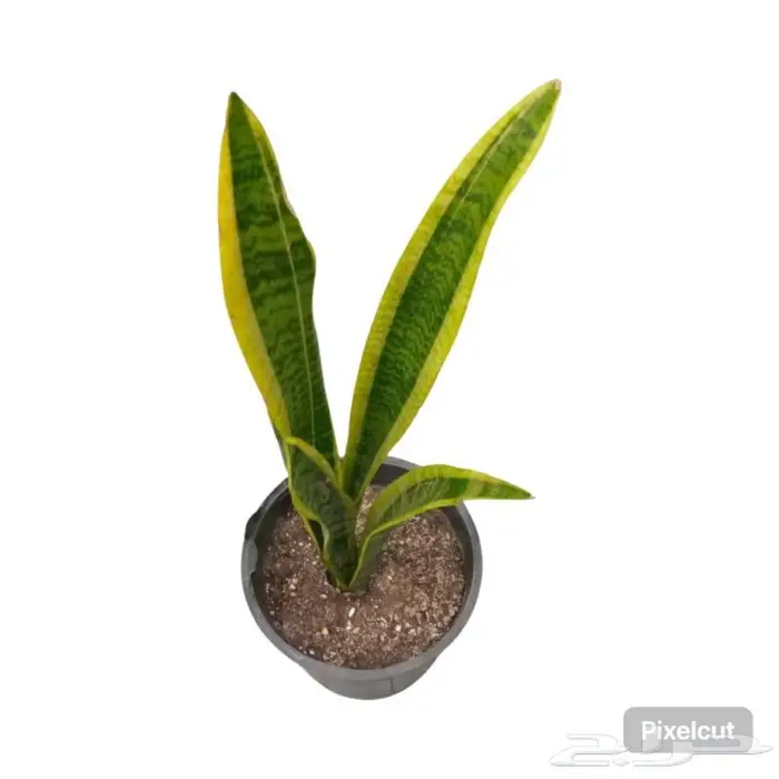 وصلتنا تشكيلة جديدة من النباتات الداخلية والخارجية 63