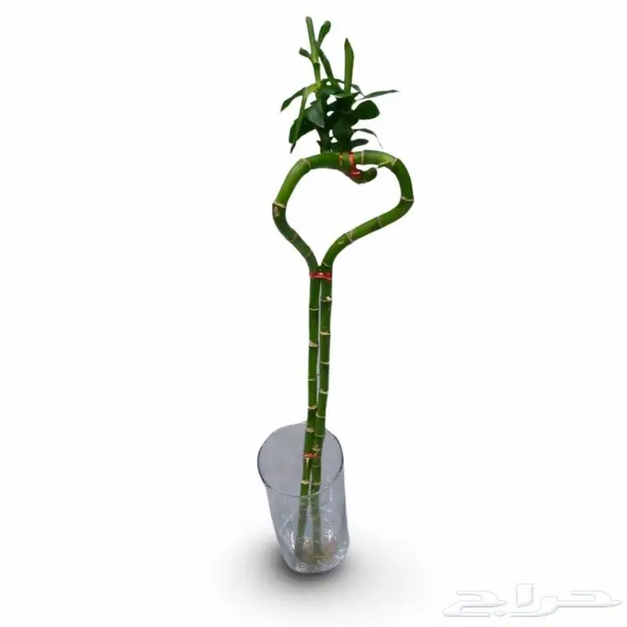 وصلتنا تشكيلة جديدة من النباتات الداخلية والخارجية 64