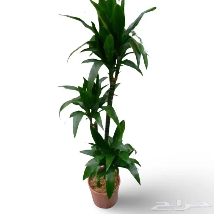 وصلتنا تشكيلة جديدة من النباتات الداخلية والخارجية 65