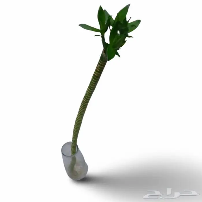 وصلتنا تشكيلة جديدة من النباتات الداخلية والخارجية 66