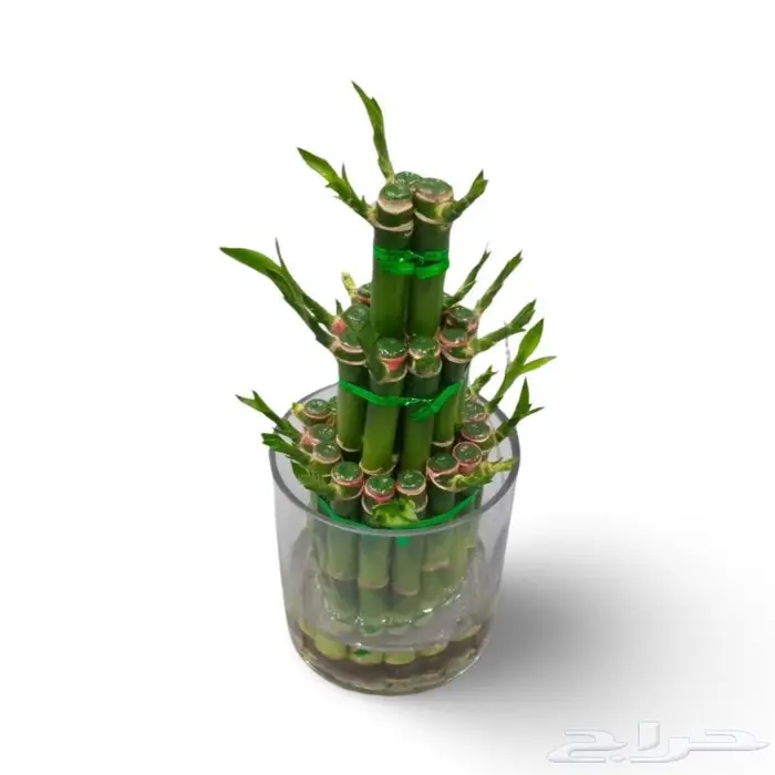 وصلتنا تشكيلة جديدة من النباتات الداخلية والخارجية 67