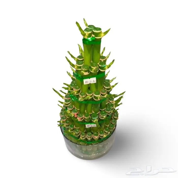 وصلتنا تشكيلة جديدة من النباتات الداخلية والخارجية 68