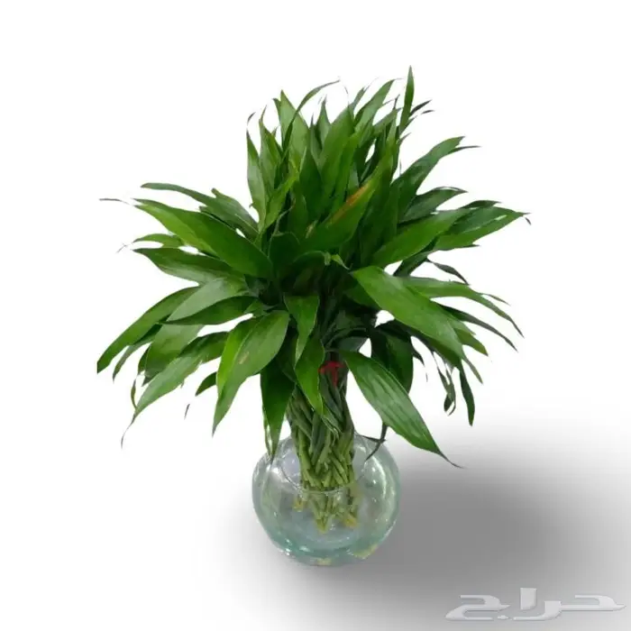 وصلتنا تشكيلة جديدة من النباتات الداخلية والخارجية 69