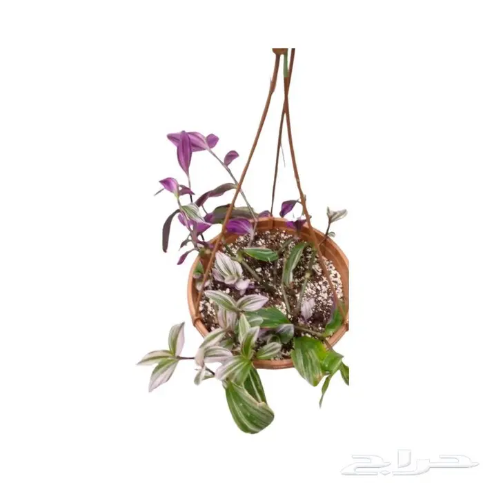 وصلتنا تشكيلة جديدة من النباتات الداخلية والخارجية 70